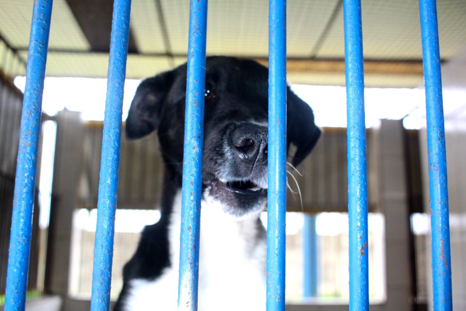 01.10.2018 - SMS - Especial Dia dos Animais - Foto Marcel Avila