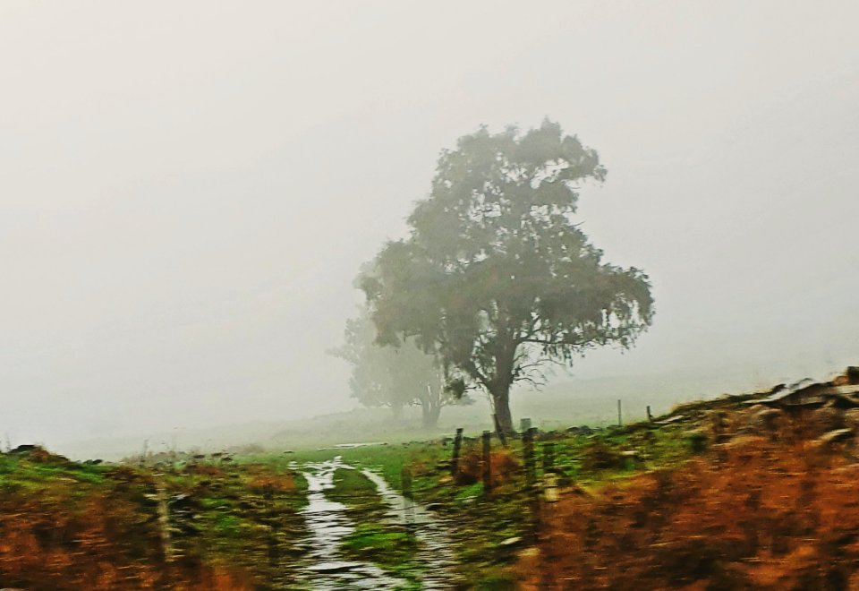 Fog