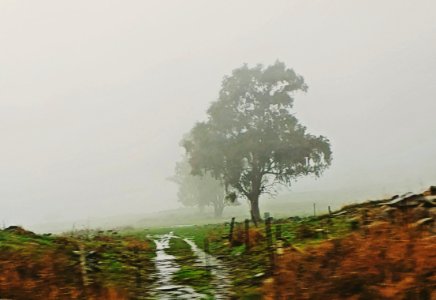 Fog photo