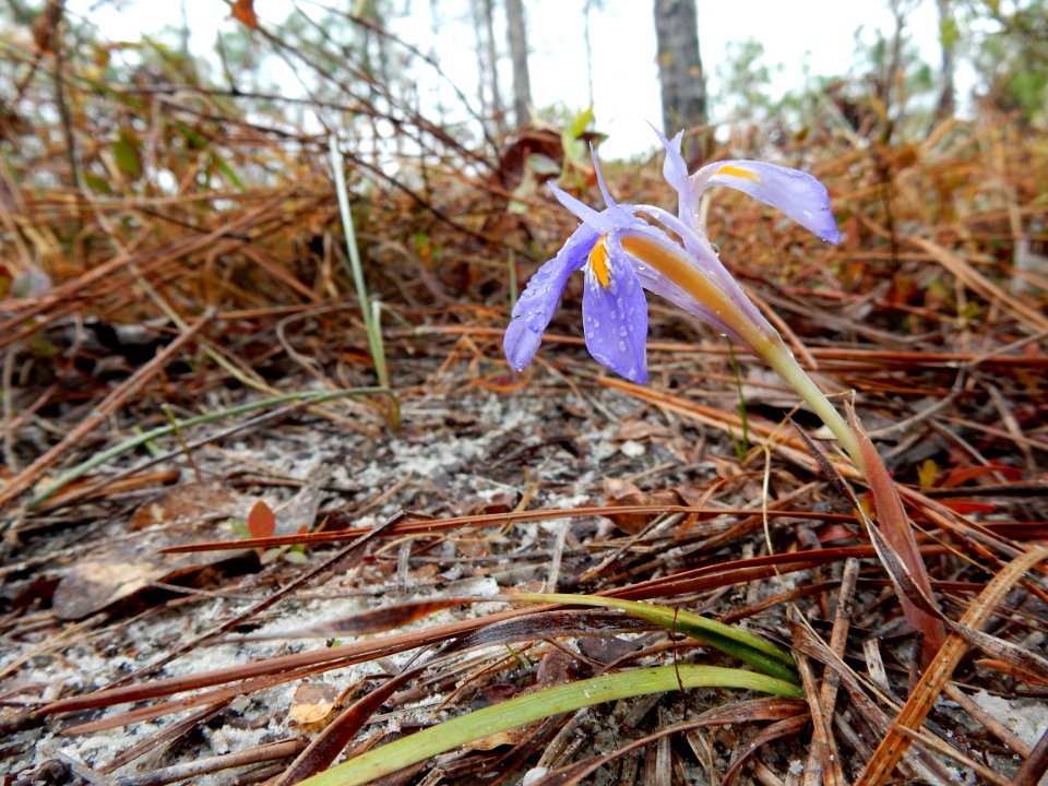 plants iris verna boiling spring lakes preserve ncwetlands KG (2)