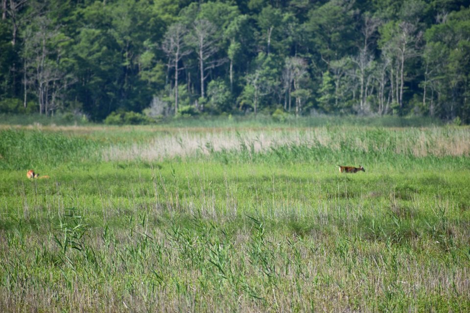 mammal deer lake mattamuskeet ncwetlands am (18)