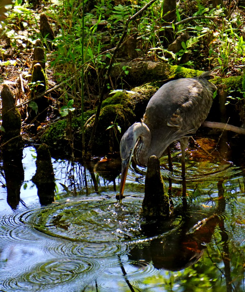 bird heron w crayfish abbey nat preserve ncwetlands KG (7)