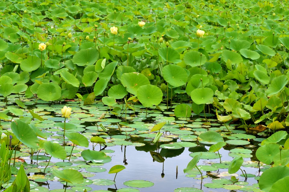 plant American lotus jack smith creek wetlands ncwetlands AM (3)