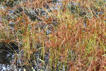 plant cyperus sp Horseshoe Farm Nater Preserve ncwetlands AM (5)