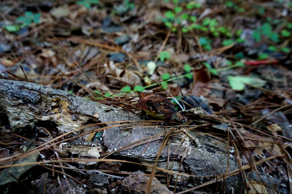 amphibian Southern toad Lower Roanoke River Wetlands Gameland ncwetlands KG