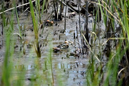 invertebrate fiddler crab hammocks beach SP ncwetlands am (15)
