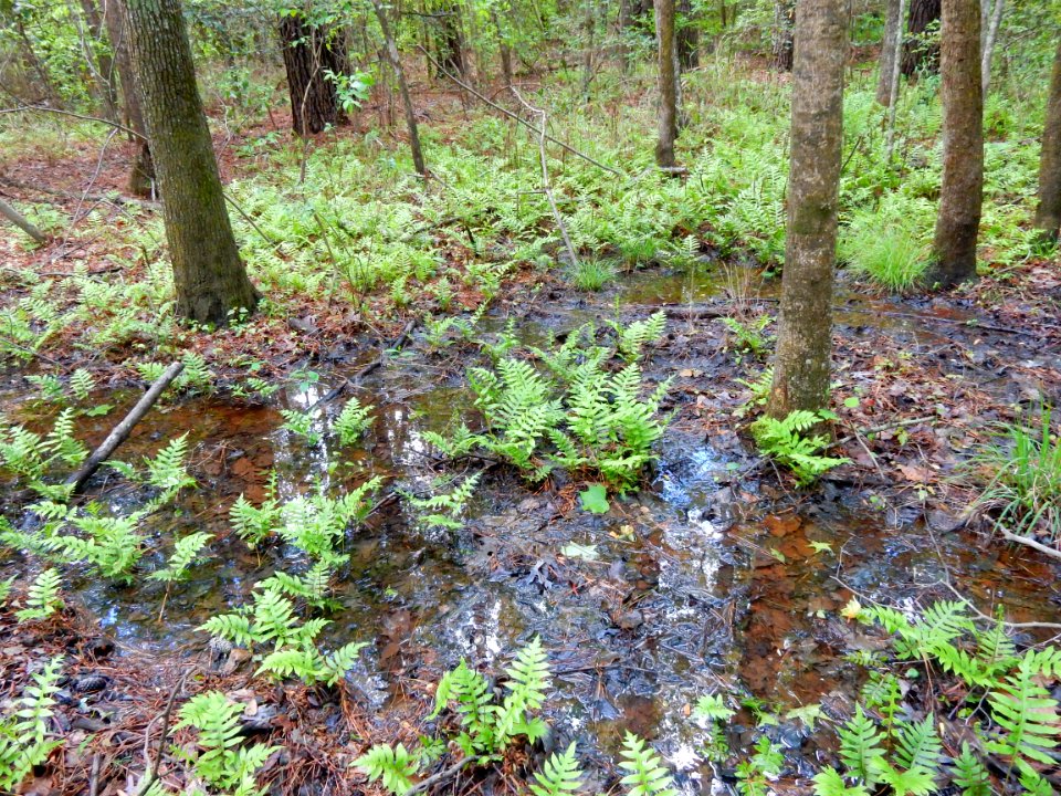 scene Clark Park +Cape Fear River Trail ncwetlands KG (6)