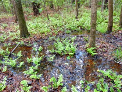 scene Clark Park +Cape Fear River Trail ncwetlands KG (6)
