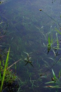 scene pond Anderson Creek County Park ncwetlands KG (7)