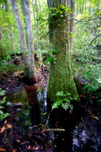 scene Juniper Creek Game Land ncwetlands KG (6)
