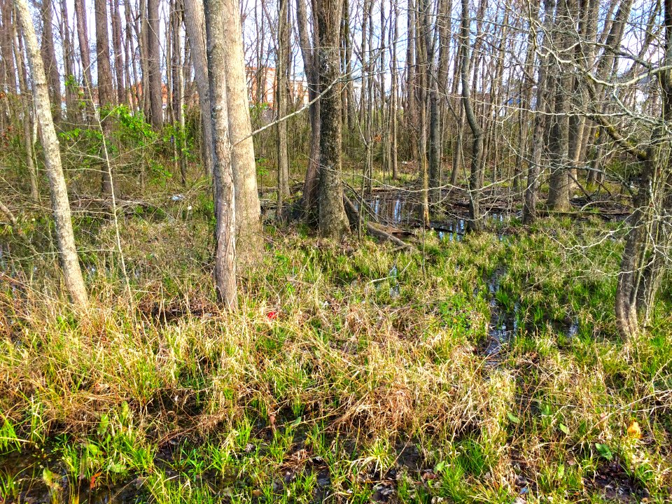 scene stoney crk env park ncwetlands KG (7)