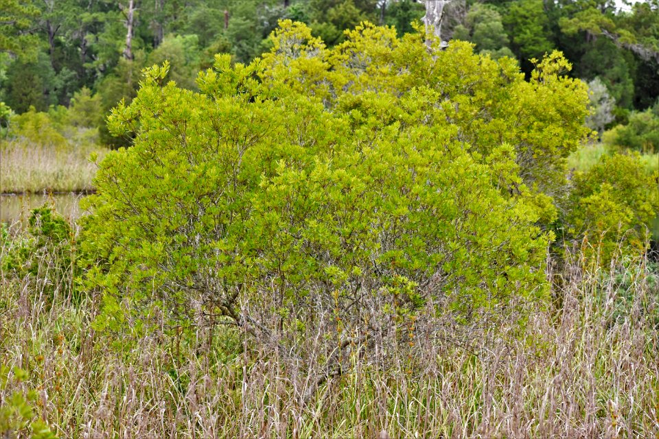 plant wax myrtle latham-whitehurst nature park ncwetlands am