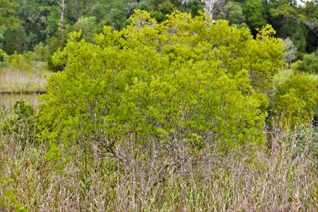 plant wax myrtle latham-whitehurst nature park ncwetlands am