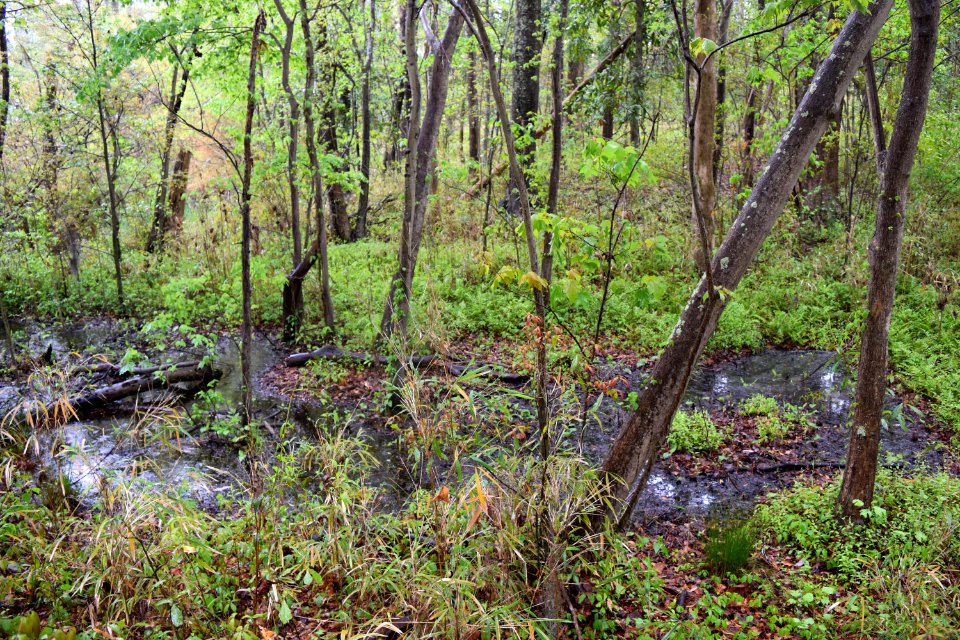 seep wetland Riverwalk Park ncwetlands AM (32)