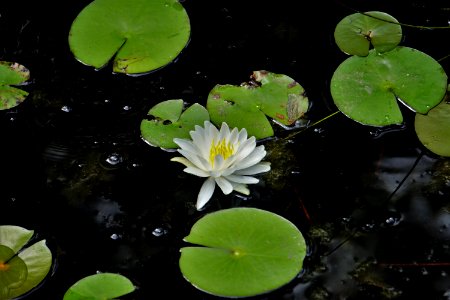 scene lake fringe wetland Lake Waccamaw State Park ncwetlands KG (2) photo