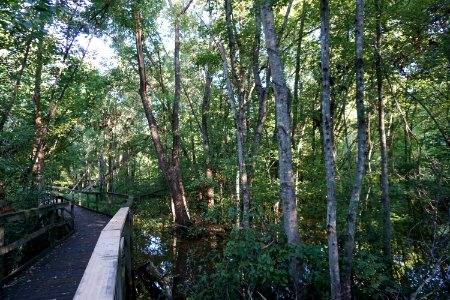 scene Glenn Hilton Park ncwetlands KG (7)