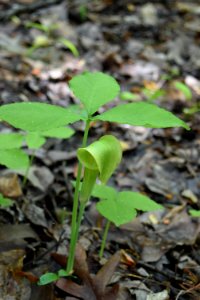 plant jack-in-the-pulpit Clark Park ncwetlands AM (5)