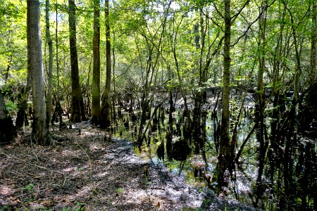 scene cypress backwater swamp Holly Shelter Game Land ncwetlands KG (3)