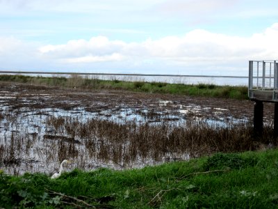 Alviso Slough