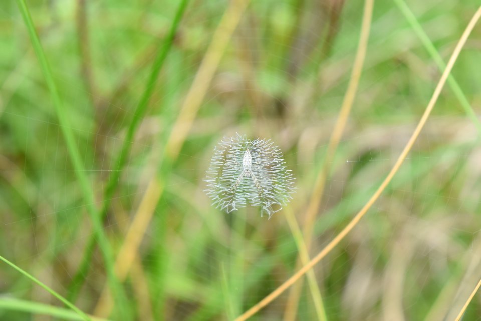 invertebrate joe himbry waterfront park ncwetlands am (16)