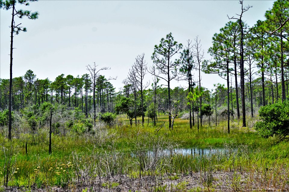 scene brandon's pond area croatan NF KG (51)