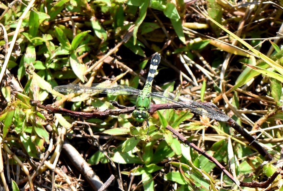 invertebrate dragonfly Buckhorn Reservoir ncwetlands AM (1)