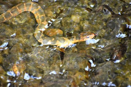 reptile banded water snake Lower Roanoke River Wetland Game Lands ncwetlands AM (11)