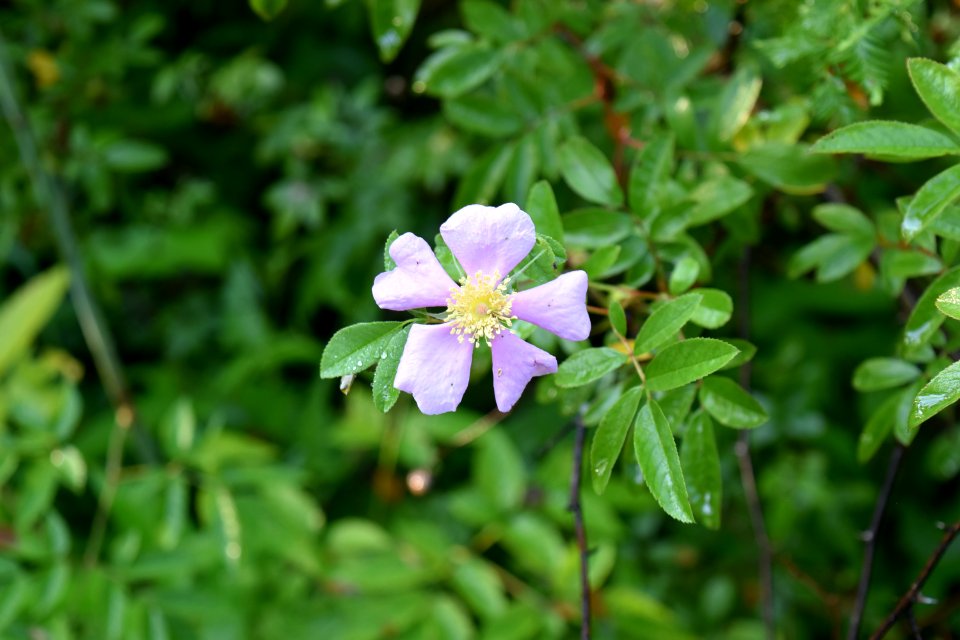 plant Rosa palustris Scuppernong Interpretive Boardwalk ncwetlands am (9)