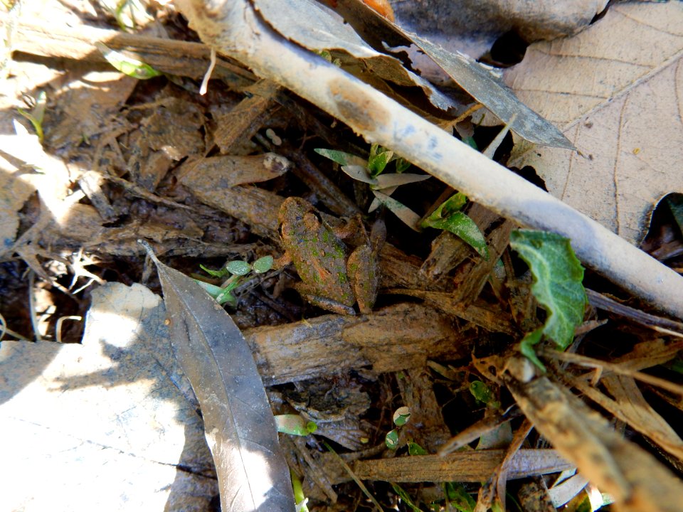 amphibian froglet jordan game land beaver crk ncwetlands KG (4)