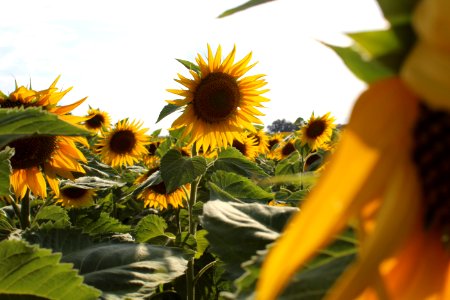 Girasoli-difettosi-