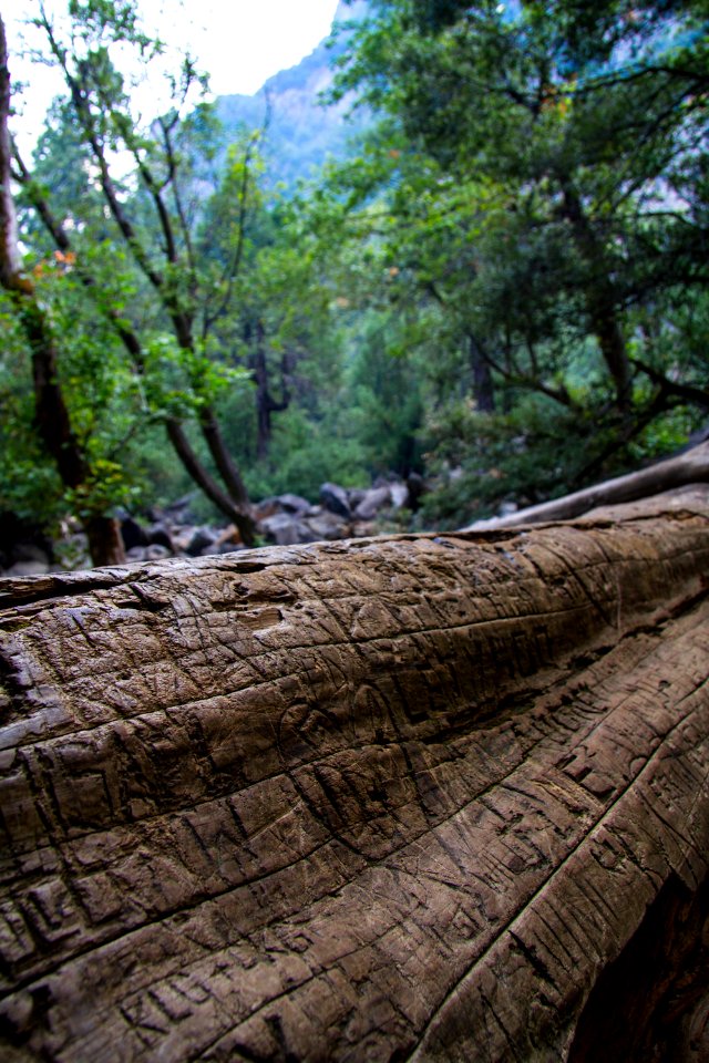 Yosimite Tree near Brialveil Falls