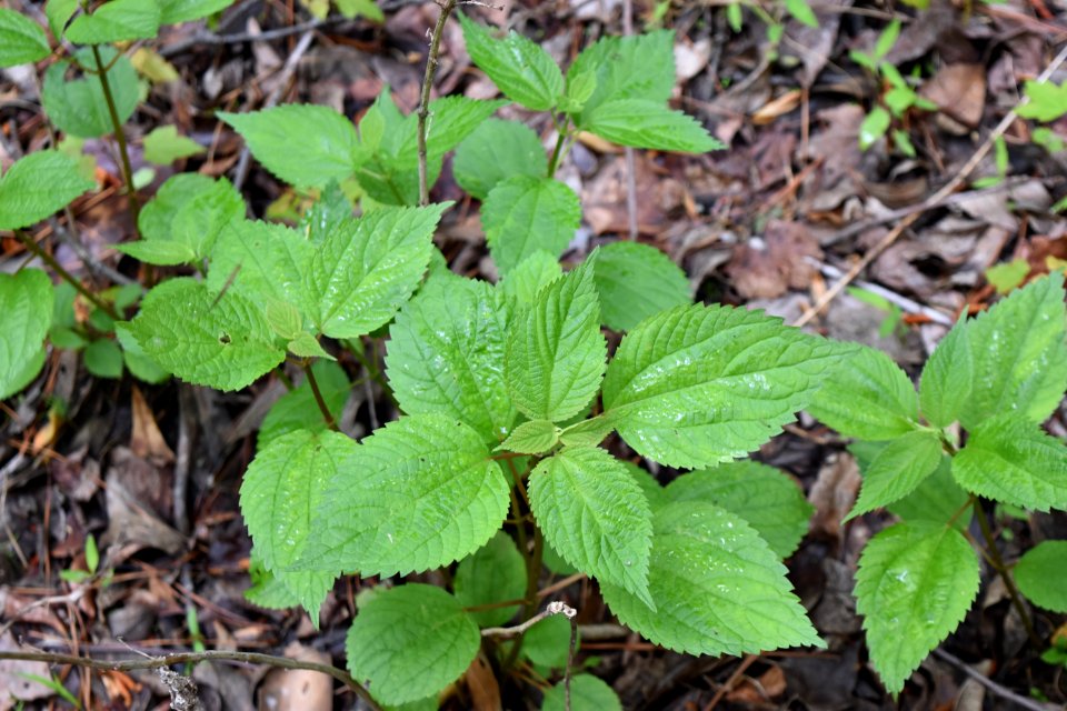 plant Boehmeria cylindrica Clark Park ncwetlands AM (7)