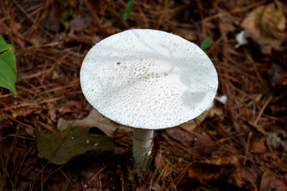 other mushroom Sandy Creek Gameland ncwetlands AM (3)