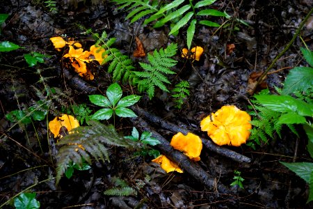 yellow mushrooms Jackson Park ncwetlands KG (10)