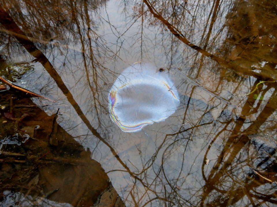 bacteria sheen before Tillery Gamelands ncwetlands KG (27)