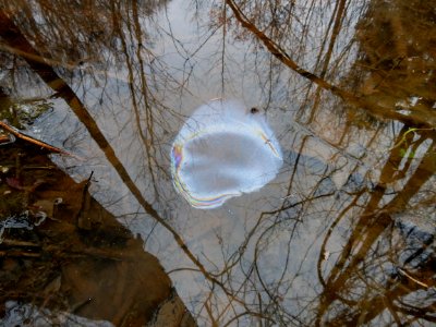 bacteria sheen before Tillery Gamelands ncwetlands KG (27)