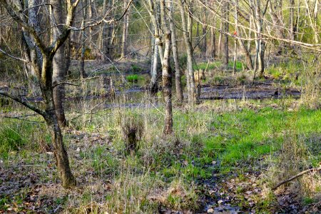 scene shrub wetland Clemmons Ed SF ncwetlands KG (4)