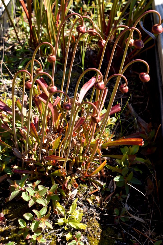 plant pitcher plant Halyburton Park ncwetlands AM