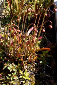 plant pitcher plant Halyburton Park ncwetlands AM