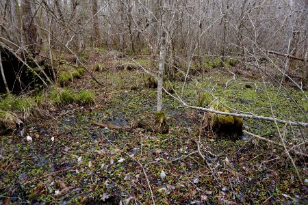 scene Chowan Swamp Gamelands ncwetlands KG (3)
