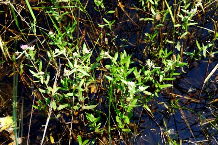pluchea rosea patsy's pond croatan NF KG (6)