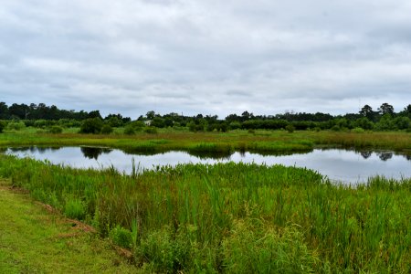 scene jack smith creek wetlands ncwetlands AM (3)