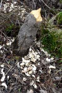 beaver evidence Chowan Swamp Gamelands ncwetlands AM