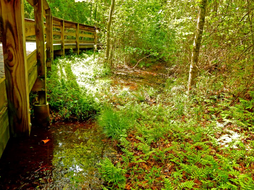 scene Clark Park +Cape Fear River Trail ncwetlands KG (4)