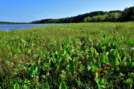 scene north end Buckhorn Reservoir ncwetlands KG (1)