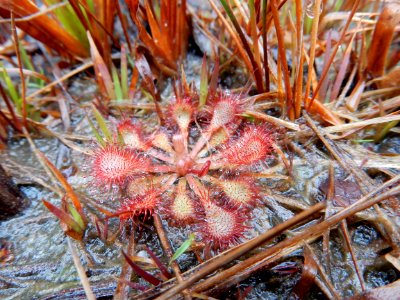 plants sundew ncwetlands KG