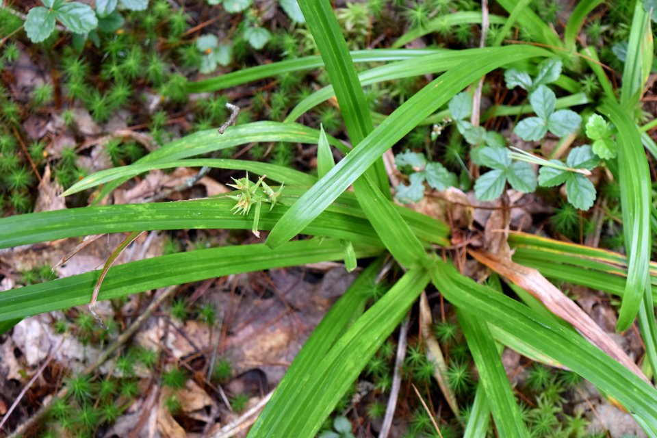 plant Carex Pink beds at Pisgah ncwetlands AM (16)