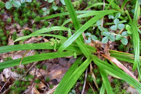 plant Carex Pink beds at Pisgah ncwetlands AM (16)
