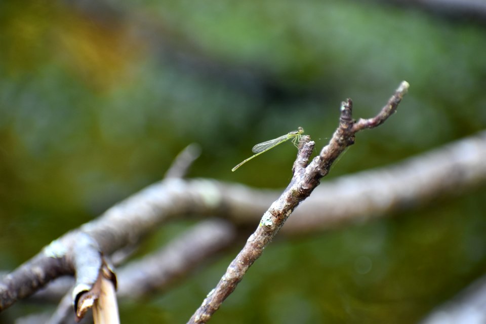 invertebrate damselfly dover bay gmlnd ncwetlands am (32)