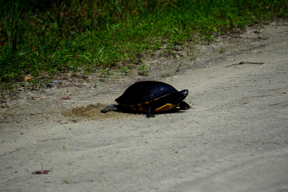 reptile yellow bellied slider turtle nesting Buckridge Reserve ncwetlands KG